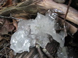 Tremella fuciformis image