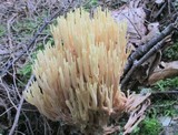 Ramaria stricta image
