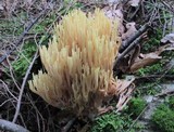Ramaria stricta image