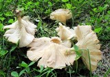 Clitocybe gibba image