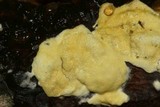 Hypocrea sulphurea image