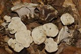 Phellodon confluens image
