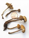 Crinipellis zonata image