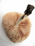 Pluteus petasatus image