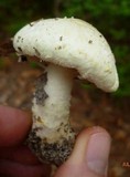 Stropharia kauffmanii image