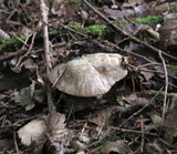 Boletus fechtneri image