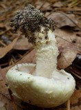 Stropharia kauffmanii image