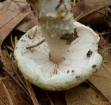 Stropharia kauffmanii image