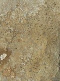 Image of Polysporina urceolata