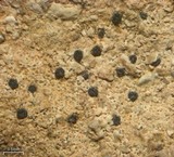 Polysporina urceolata image