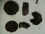 Tylopilus griseocarneus image