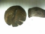 Tylopilus griseocarneus image