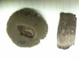 Tylopilus griseocarneus image