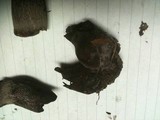 Tylopilus griseocarneus image