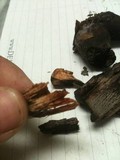 Tylopilus griseocarneus image