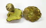 Boletus fechtneri image
