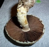 Stropharia kauffmanii image
