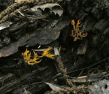 Calocera viscosa image