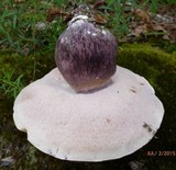 Tylopilus plumbeoviolaceus image