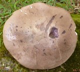 Tylopilus plumbeoviolaceus image
