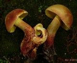 Baorangia bicolor image