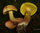 Baorangia bicolor image
