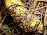 Phylloporus rhodoxanthus image