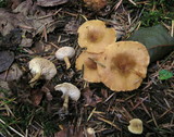 Clitocybe costata image