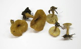 Clitocybe costata image