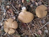 Imleria badia image