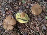 Imleria badia image