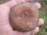 Russula brunneola image