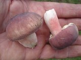 Russula mariae image