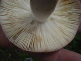 Russula brunneola image