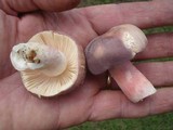 Russula mariae image