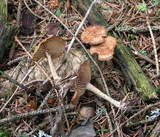 Gymnopus peronatus image