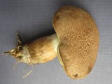 Boletus pallidus image