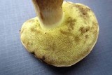 Boletus pallidus image
