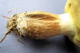 Boletus pallidus image