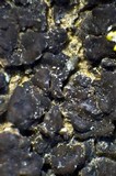 Acarospora veronensis image
