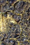 Acarospora veronensis image