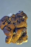 Acarospora veronensis image