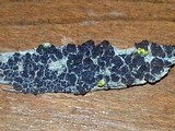 Acarospora veronensis image