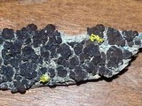 Acarospora veronensis image