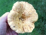 Lactarius psammicola image
