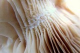 Lactarius psammicola image