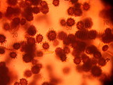 Scleroderma bovista image