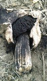Agaricus texensis image