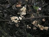Marasmiellus ramealis image