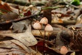 Marasmius pulcherripes image
